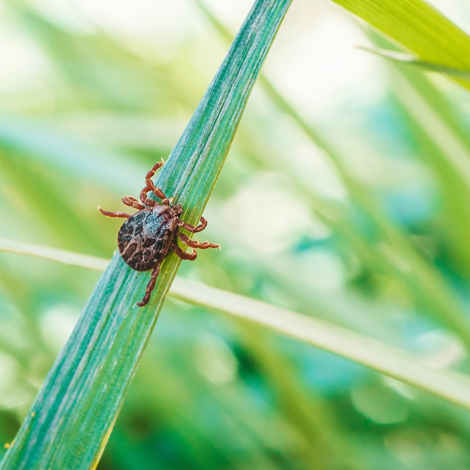 How Long Does a Tick Need to Be on You to Transmit Lyme?